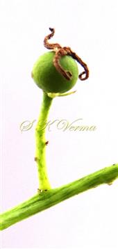  Female flower